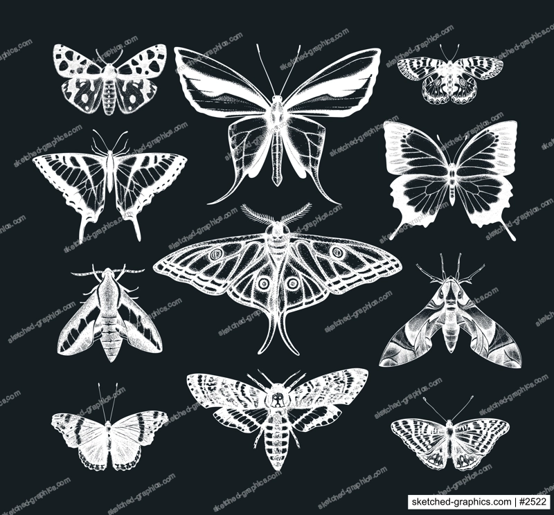 Hand drawn butterflies sketches set on chalkboard. Vintage insects illustrations collection. Entomological drawings of Butterflies outlines for monogram, banner, poster, tattoo, cards design. 