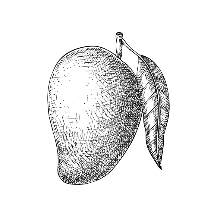 Mango sketch. Tropical fruit hand drawn vector illustration. Exotic plant vinatge drawing. NOT AI genetared