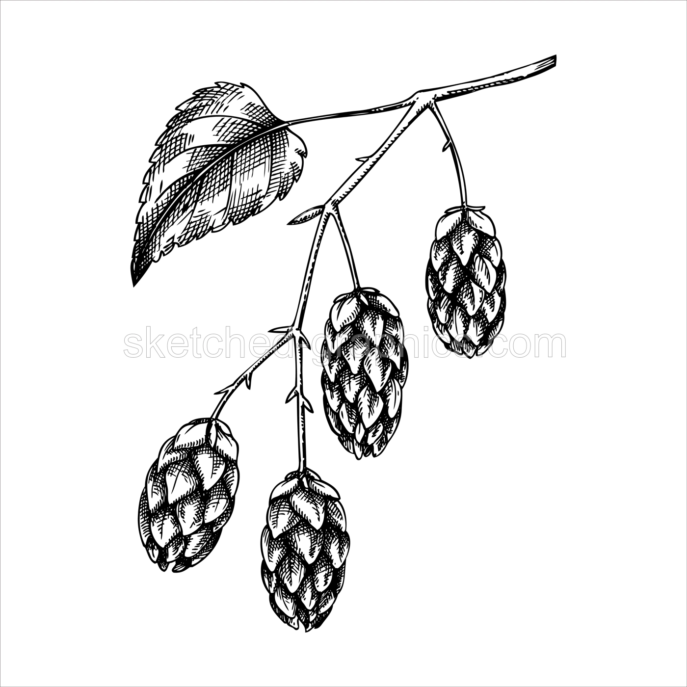 Hop  flowers vector illustration. Hand drawn black and white botanical drawing. Beer ingredient sketch. Vintage hop branch for recipe, menu, label, packaging design.  Illustration