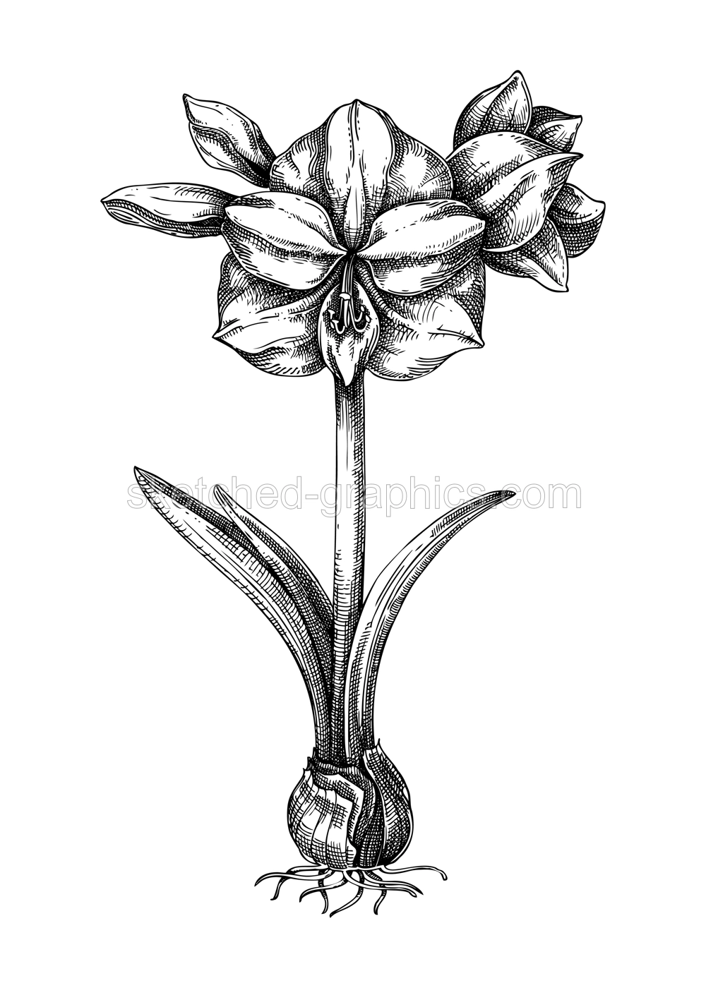 Amaryllis sketch. Vintage floral drawing. Blooming plant hand-drawn vector illustration. Winter flower design element. NOT AI generated Illustration