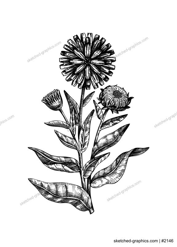 Hand-sketched Calendula illustration. Medicinal plant vector drawing in vintage style. Vintage herbs sketch or herbal tea ingredients, cosmetology, and traditional medicine. Vector summer flower.
