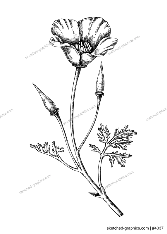 California poppy sketch. Apothecary plant drawing. Herbal remedies, medicinal plant, natural medicine hand-drawn vector illustration. NOT AI genereted