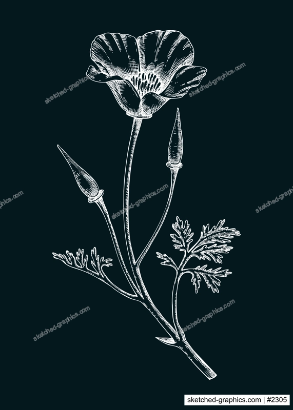 California poppy sketch. Apothecary plant drawing on chalkboard. Herbal remedies, medicinal plant, natural medicine hand-drawn vector illustration. NOT AI genereted