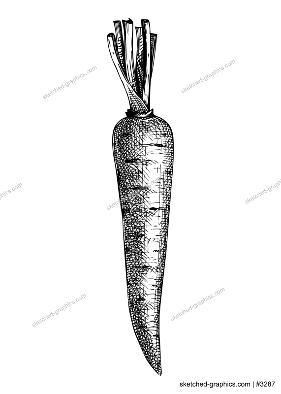 Fresh carrot sketch. Summer garden vegetable. Organic food drawing. Hand-sketched carrot vector illustration. Raw cultivated root vegetable