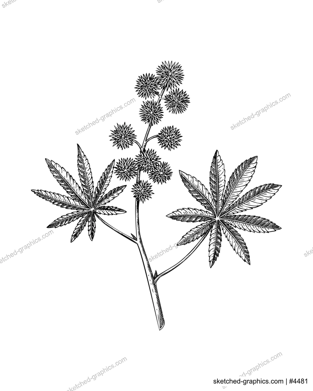 Castor oil plant sketch. Castor bean drawing. Poisonous plant hand-drawn vector illustration. Alternative medicine design element. NOT AI generated