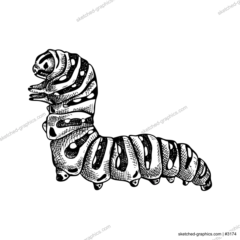 Sketched illustration of caterpillar. Hand drawn butterfly Metamorphosis sketch. Vintage insect vector drawing on white background. Wildlife design elements.