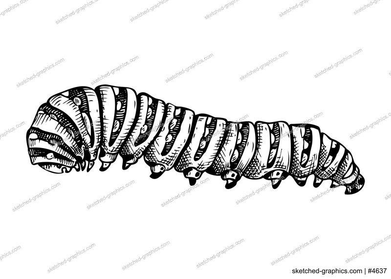 Sketched illustration of caterpillar. Hand drawn butterfly Metamorphosis sketch. Vintage insect vector drawing on white background. Wildlife design elements.