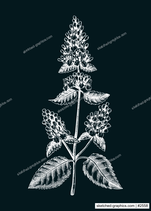 Catnip sketch. Apothecary plant drawing. Herbal remedies, medicinal plant, natural medicine hand-drawn vector illustration. NOT AI genereted