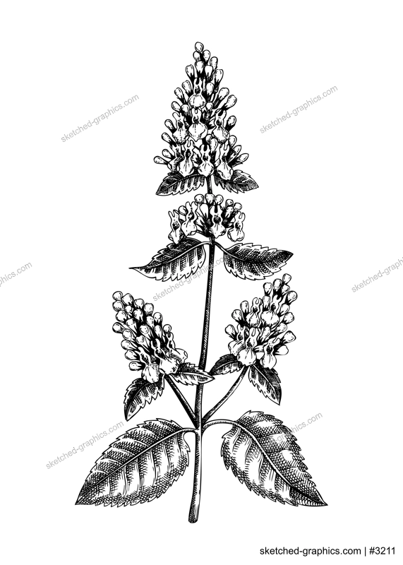 Catnip sketch. Apothecary plant drawing. Herbal remedies, medicinal plant, natural medicine hand-drawn vector illustration. NOT AI genereted