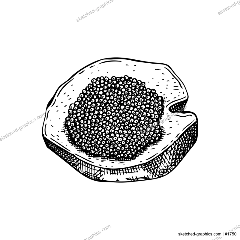 Hand-drawn sketch of caviar on a bread slice isolated on a white background. Black caviar canape vector drawing in engraved style. Seafood delicacy illustration for restaurant or finger food menu