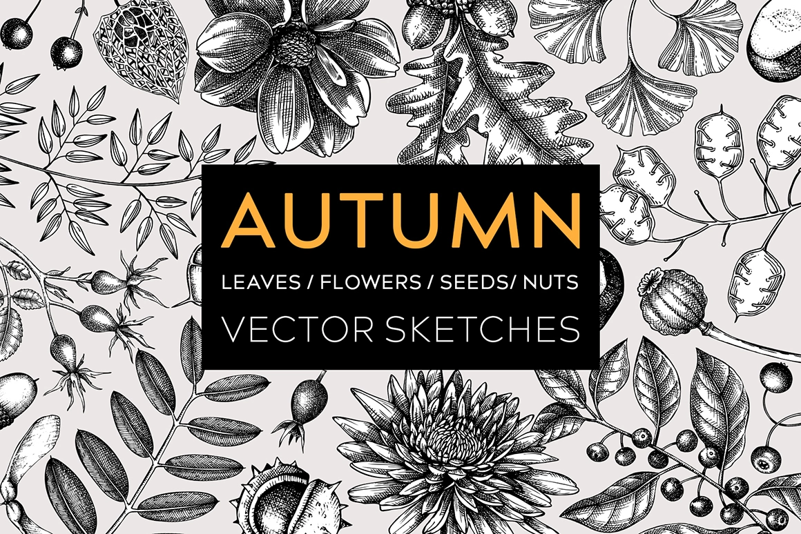 Autumn leaves and dried flowers illustrations. Fall vector sketches. Illustration