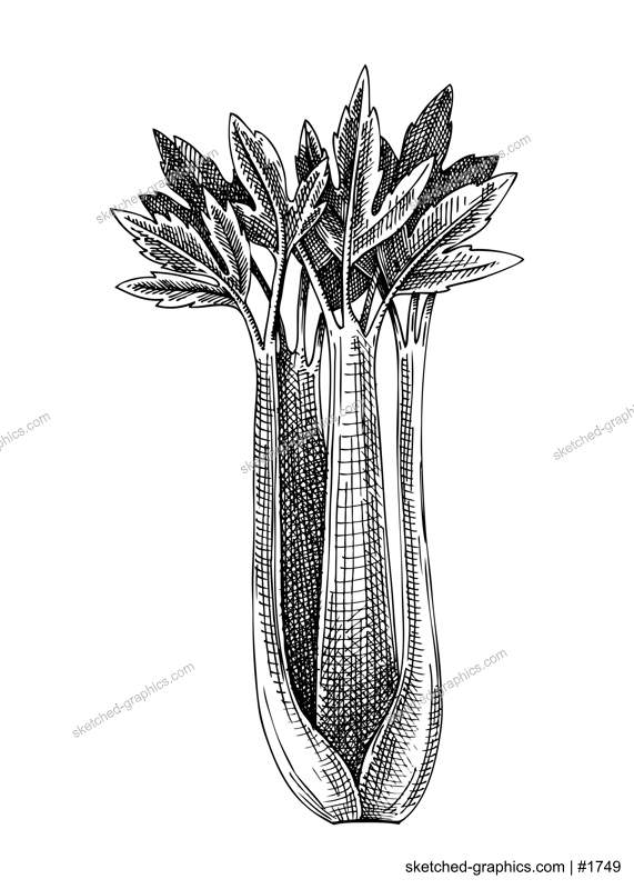 Fresh Celery sketch. Garden leaf vegetable drawing. Organic green food plant. Hand-sketched celery leaves vector illustration for markets, packaging, restaurant, menu, recipe