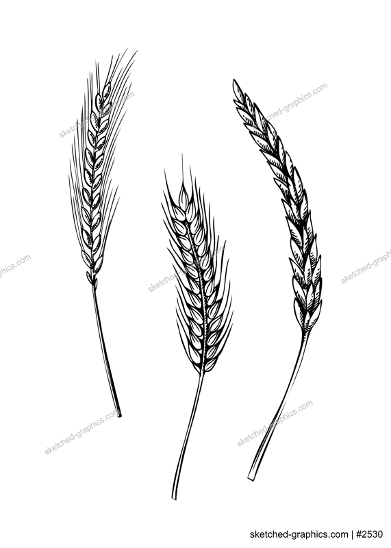 Decorative autumn plant sketch. Cereals sketch. Hand drawn botanical element in sketched style. Cereals spikelets illustrations. For Thanksgiving day design.
