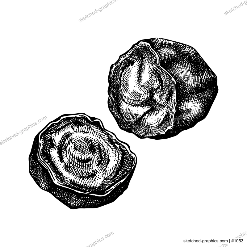 Chaga mushroom. Hand-sketched illustration. Adaptogenic plant drawing isolated on white. Medicinal mushroom sketch in vintage style.