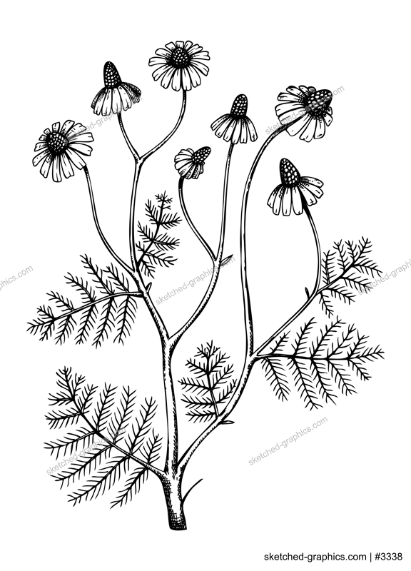 Hand sketched Chamomile illustration with leaves and flowers. Hand-drawn medicinal herb drawing. Engraved style botanical illustration. Traditional medicine and herbal tea ingredients.