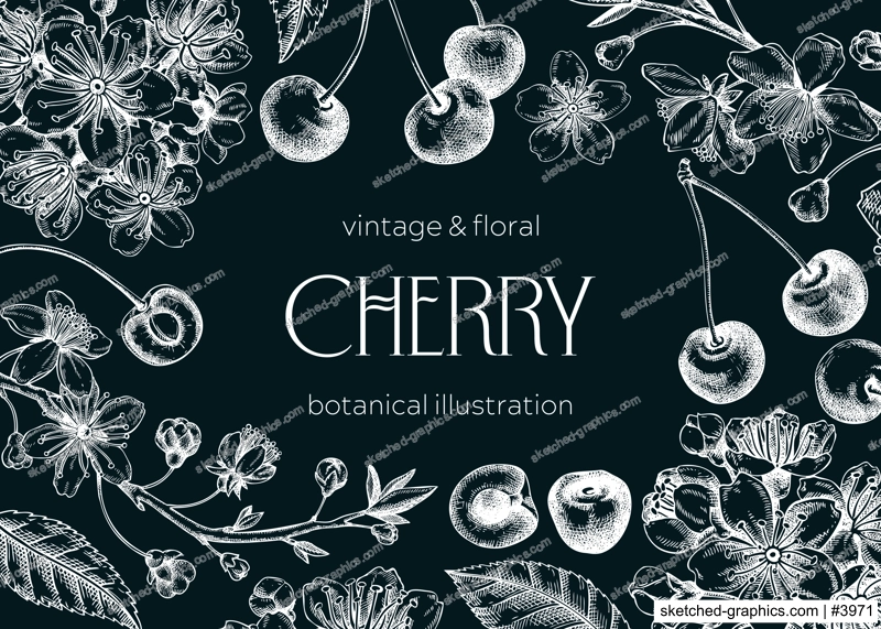 Berry fruit background. Cherry berries, leaves, flowers sketches on chalkboard. Cherry blossom hand-drawn vector illustration. Floral frame design. NOT AI genereted