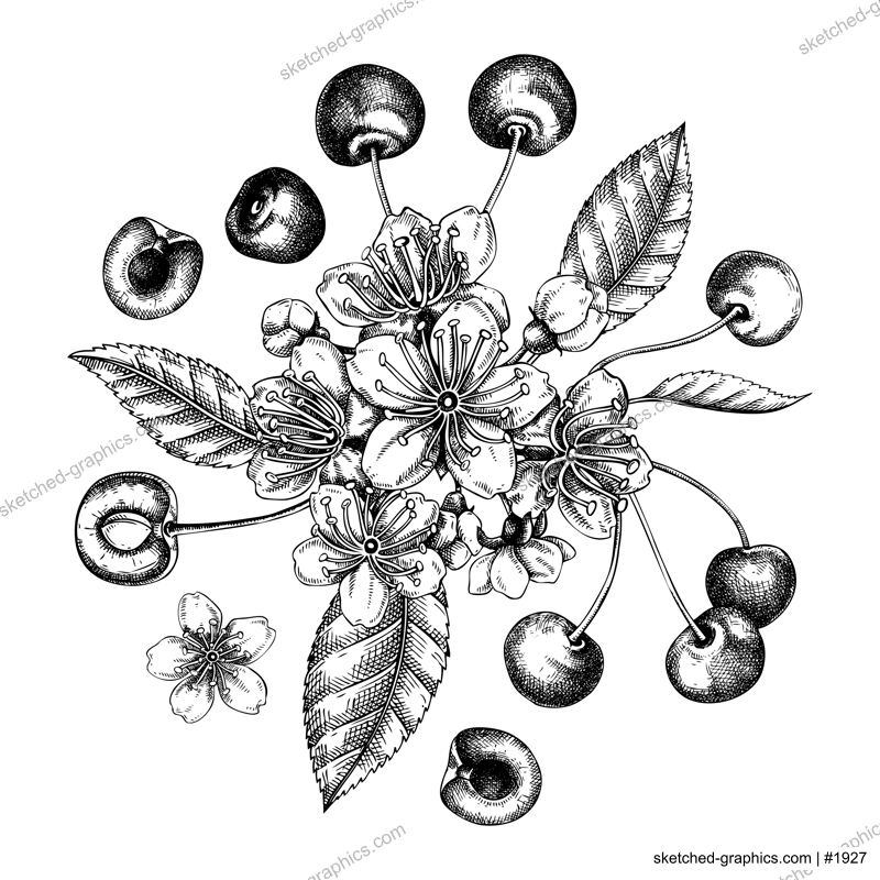 Berry fruit design. Cherry berries, leaves, flowers sketches. Cherry blossom hand-drawn vector illustration. Floral composition. NOT AI genereted