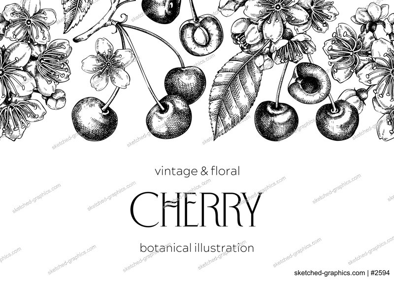 Berry fruit background. Cherry berries, leaves, flowers sketches. Cherry blossom hand-drawn vector illustration. Floral frame design. NOT AI genereted