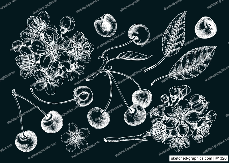 Berry fruit drawings on chalkboard. Cherry berries, leaves, flowers sketches. Cherry blossom hand-drawn vector illustration. Floral design elements. NOT AI genereted