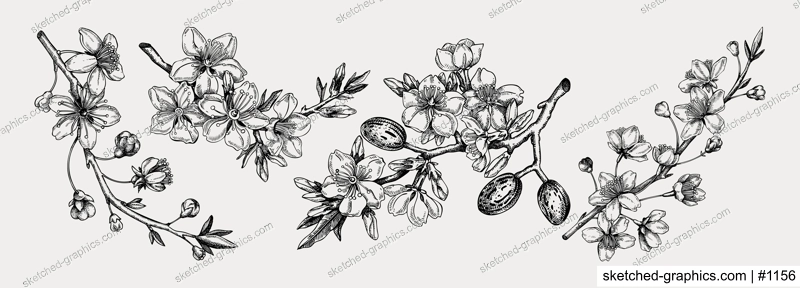 Flowering branch with buds and leaves set. Cherry and almond in flowers sketches in engraved style. Vintage floral drawing. Botanical vector illustrations of spring tree isolated on white background