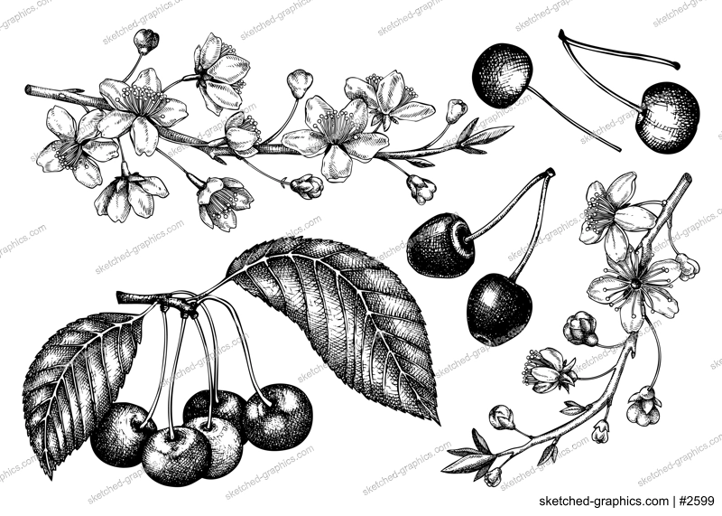 Hand drawn fruit tree illustration isolated on white background. Vintage cherry blossom drawings. Vector cherry berries, leaves, flowering branches sketches. Vintage Sakura design