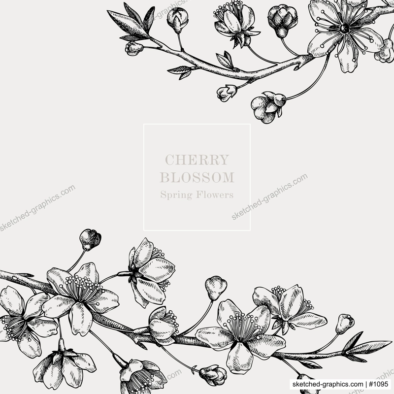 Cherry blossom card or invitation design. Flowering branch with flowers and leaves illustration. Black contoured sakura drawing. Botanical vector template with spring tree isolated on retro background