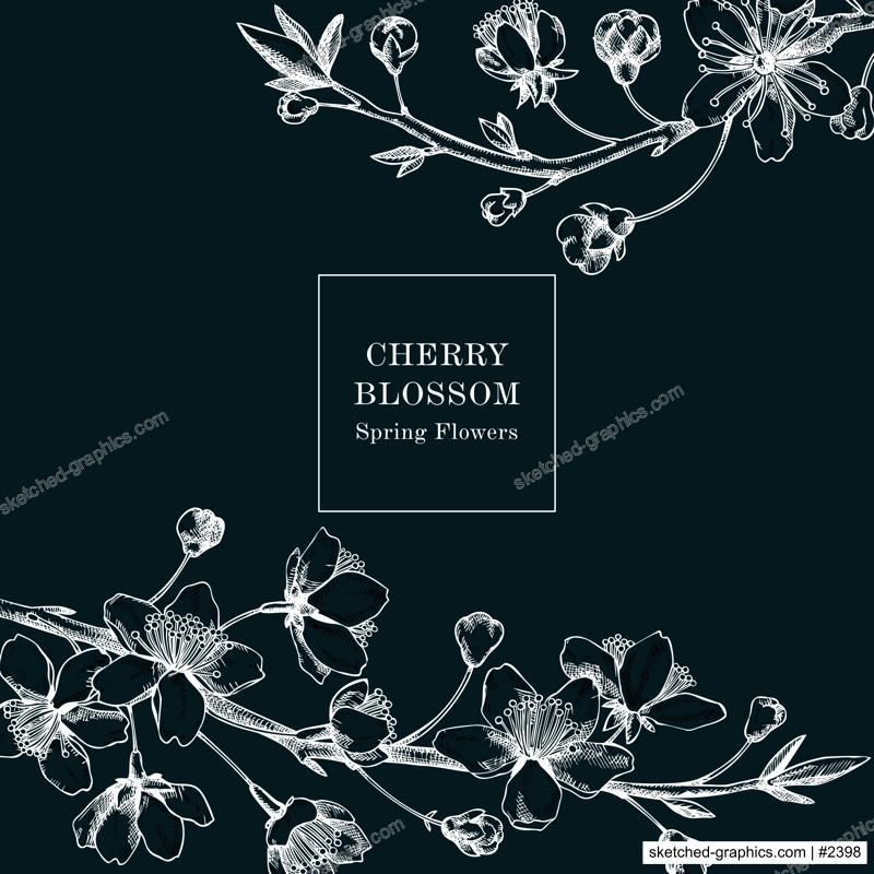 Cherry blossom card or invitation design. Flowering branch with flowers and leaves illustration. Black contoured sakura drawing. Botanical vector template with spring tree on chalkboard