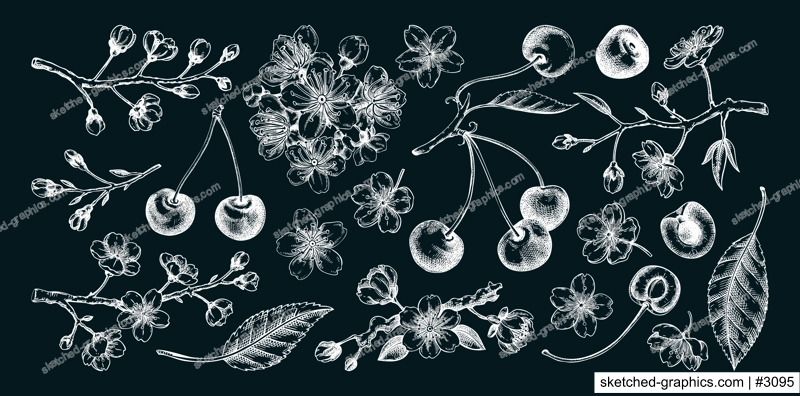 Cherry hand-drawn vector illustration set, sakura flowers chalk drawings. NOT AI generated