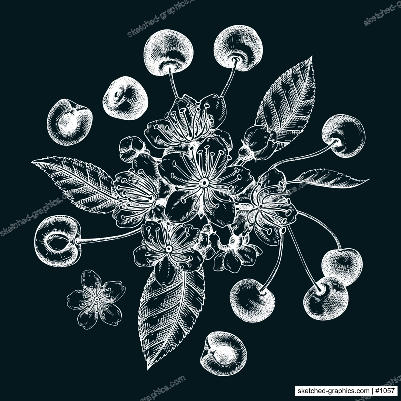 Berry fruit design on chalkboard. Cherry berries, leaves, flowers sketches. Cherry blossom hand-drawn vector illustration. Floral composition. NOT AI genereted