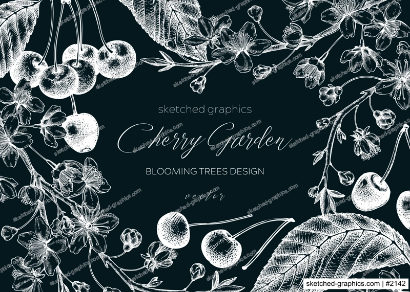 Spring background on chalkboard. Cherry blossom tree in sketch style. Vector frame with hand drawn cherry berries, leaves, flowering branches illustrations. Black contoured sakura  banner design