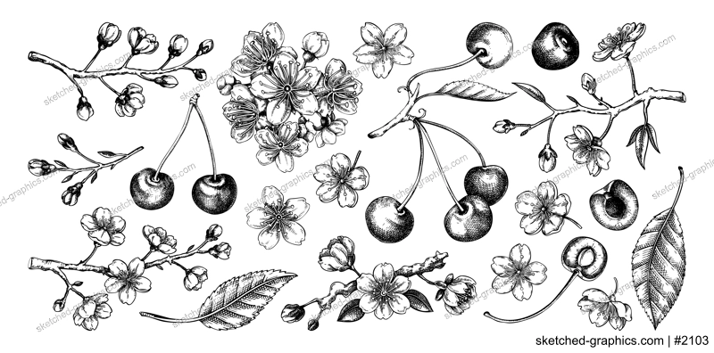 Cherry hand-drawn vector illustration set, sakura flowers in engraved style. NOT AI generated
