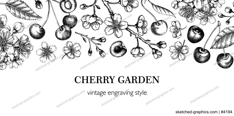 Spring banner, engraved style. Floral banner design. Cherry blossom, sakura flowers, berry fruit hand drawn vector illustration. NOT AI generated