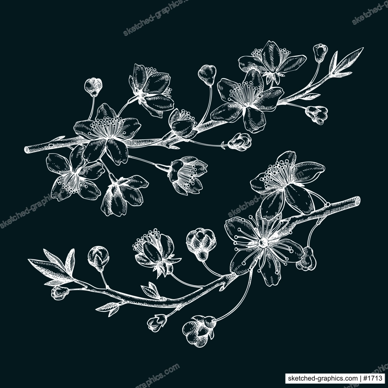 Cherry blossom sketch in engraved style. Flowering branch with flowers and leaves. Two white contoured sakura drawing. Botanical vector illustration of spring tree isolated on chalkboard