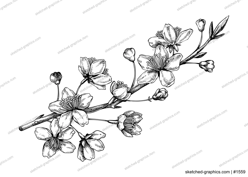 Cherry blossom sketch in engraved style. Flowering branch with flowers and leaves. Black contoured sakura drawing. Botanical vector illustration of spring tree isolated on white background