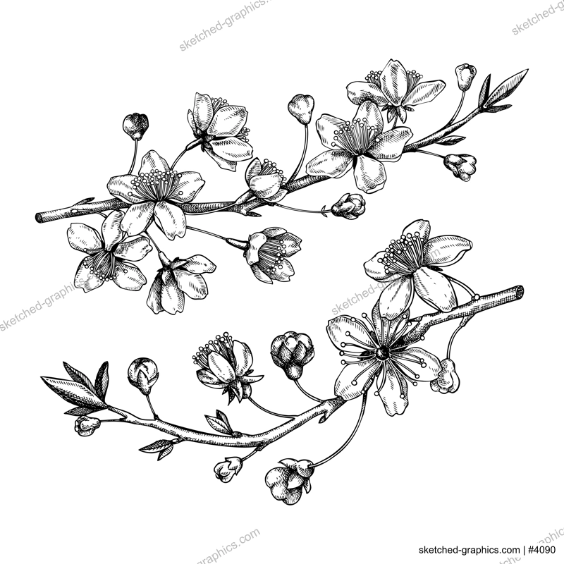 Cherry blossom sketch in engraved style. Two flowering branch with flowers and leaves. Black contoured sakura drawing. Botanical vector illustration of spring tree isolated on white background