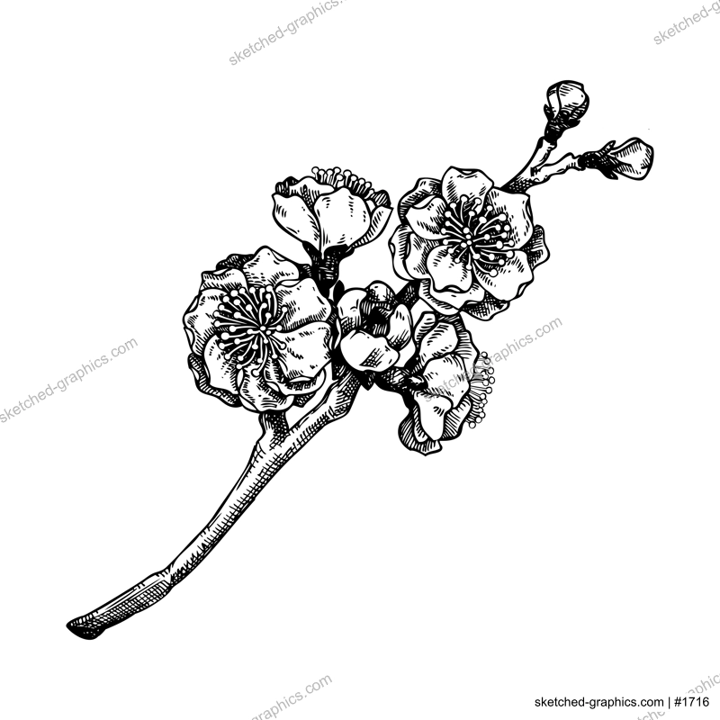 Cherry blossom sketch. Spring tree branch with flowers in engraved style. hand-drawn vector illustration, NOT AI generated