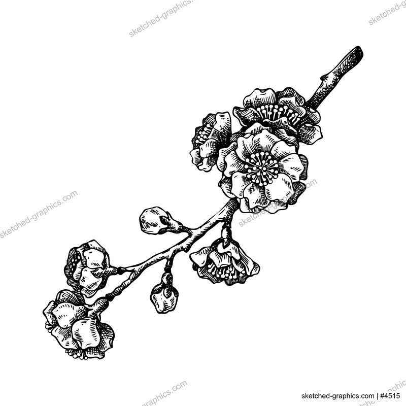 Cherry blossom sketch. Spring tree branch with flowers in engraved style. hand-drawn vector illustration, NOT AI generated 