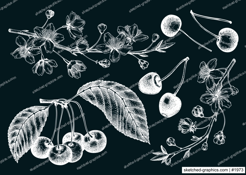 Hand drawn fruit tree illustration on chalkboard. Vintage cherry blossom drawings. Vector cherry berries, leaves, flowering branches sketches. Vintage Sakura design