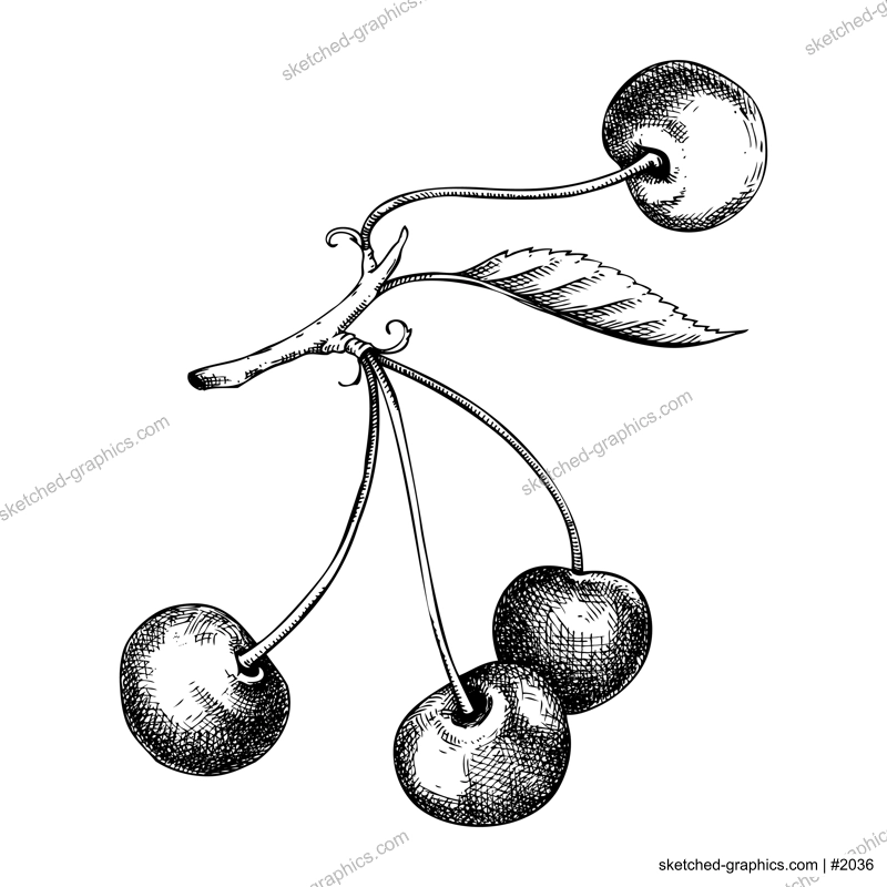 Vintage cherry tree branch sketch. Hand-drawn vector illustration. Summer berry fruit and leaves drawing. Botanical design elements. NOT AI generated