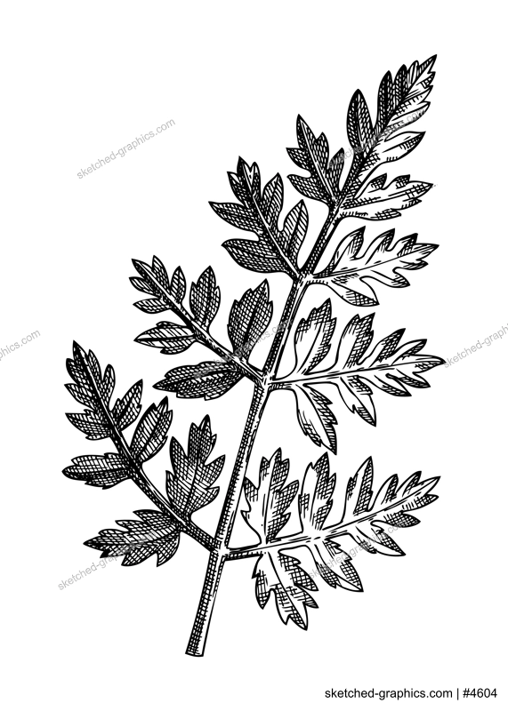 Fresh Chervil sketch. Hand-sketched Vegetable illustration. Healthy food  herbal plant. Vector drawing of raw cultivated French parsley. French cuisine ingredients fines herbs. 