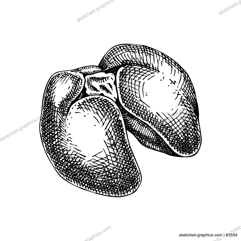 Hand drawn chicken liver sketches set. Internal organs of poultry drawings. Healthy food vector Illustrations on a white background. Bird organ meat, offal, ingredients, butchery design elements.