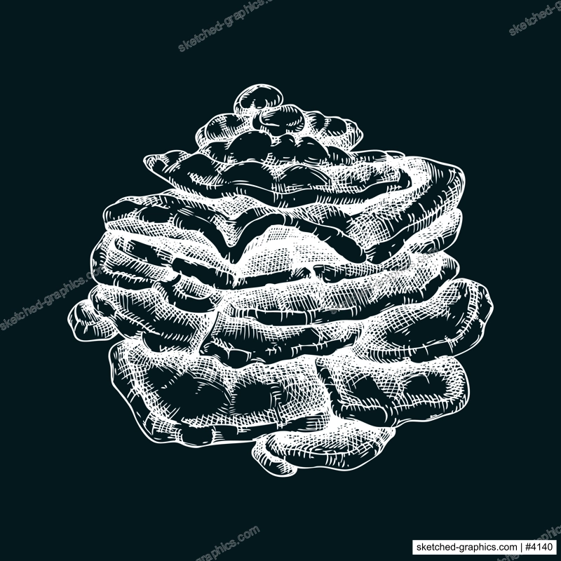 Chicken mushroom sketch. Edible fungus illustration on chalkboard. Fungal protein, mycoprotein, plant-based product ingredients, healthy food design element. Sulphur shelf mushroom drawing