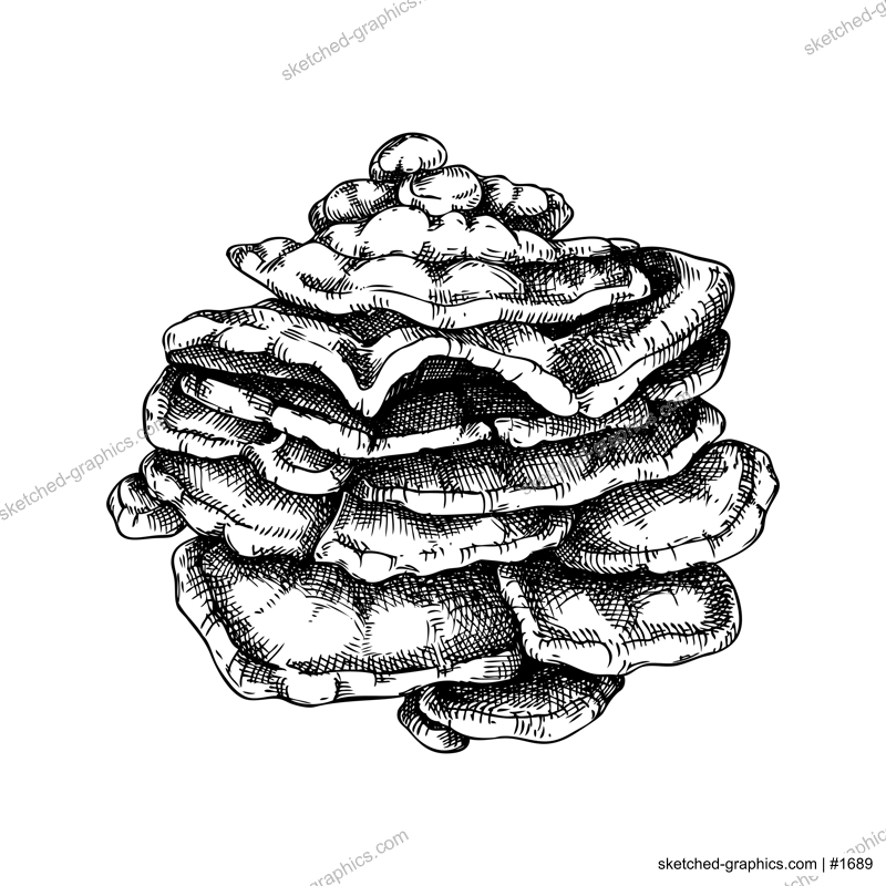 Chicken mushroom sketch. Edible fungus illustration. Fungal protein, mycoprotein source. Sulphur shelf mushroom drawing isolated on white. Healthy food and plant-based meat substitutes design element