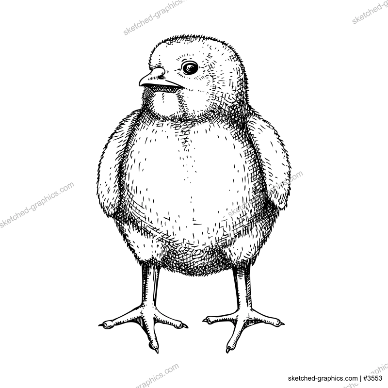 Hand drawn chicken sketch. Cute black contoured chick drawings. Little lovely feathered baby bird in engraved style. Vector illustration isolated on white background