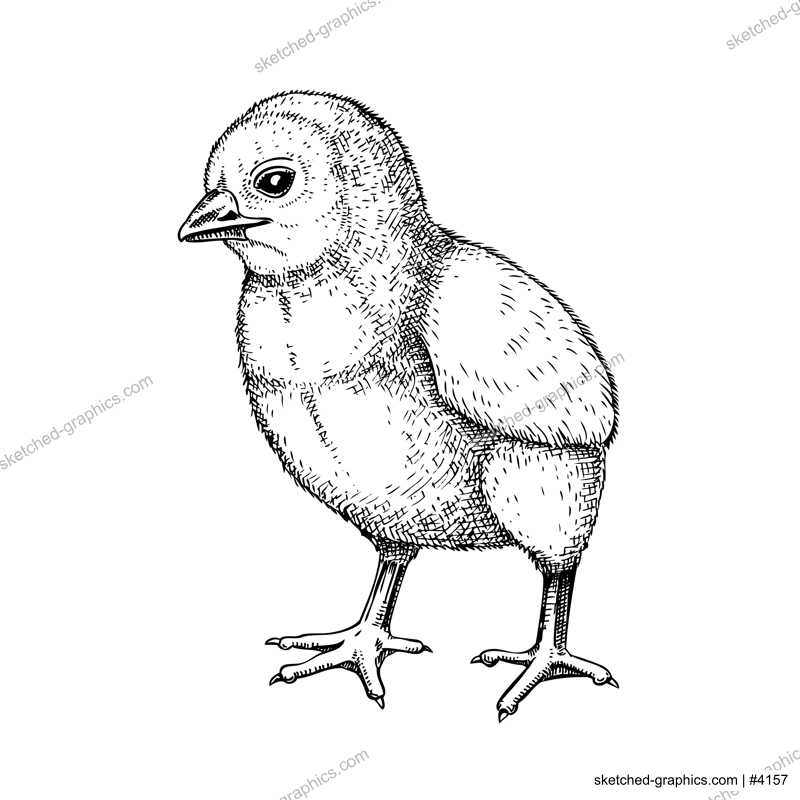 Hand drawn chicken sketch. Cute black contoured chick drawings. Little lovely feathered baby bird in engraved style. Vector illustration isolated on white background