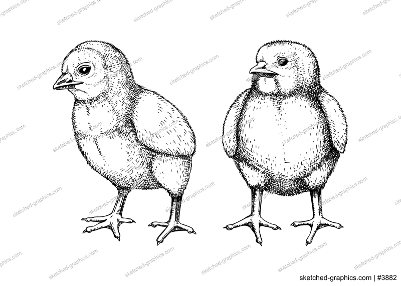 Hand drawn chicken sketches. Cute black contoured chick drawings. Little lovely feathered baby bird in engraved style. Vector illustration isolated on white background