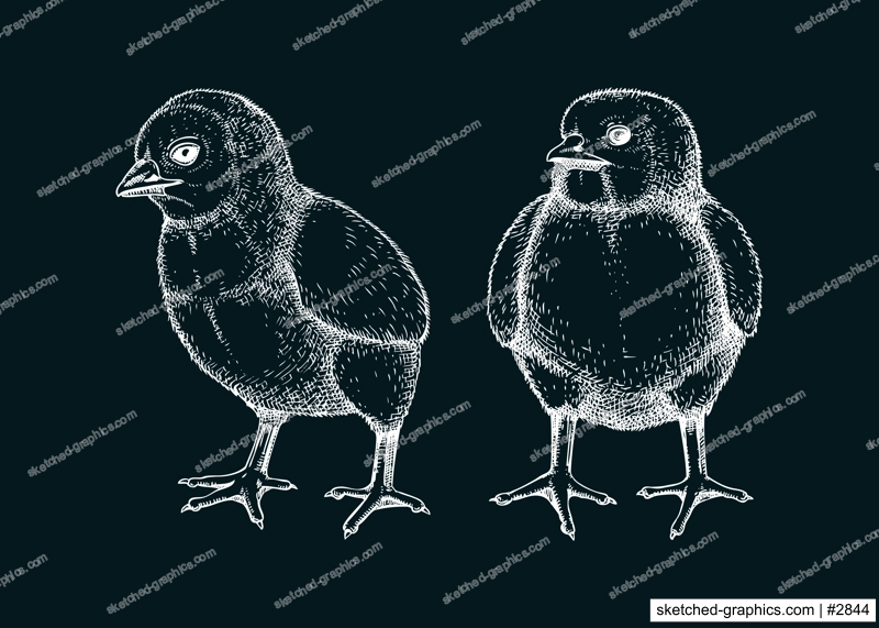 Hand drawn chicken sketches set. Cute white contoured chick drawings. Little lovely feathered baby bird in engraved style. Vector illustration isolated on chalkboard