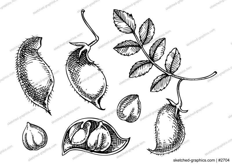 Vector chickpeas illustration. Agricultural plant with leaves, pods, beans drawings. Hand drawn ingredient for humus. Vegan food drawings. Asian cuisine sketches set