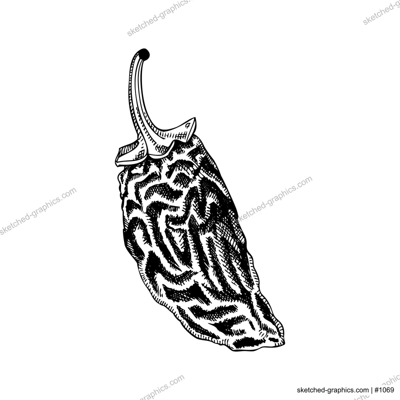 Chipotle sketches. Dried ripe jalapeno chili pepper. Hot spices, vegetables, healthy food hand drawn vector illustration. Mexican cuisine menu design elements. Mexican food ingredinets