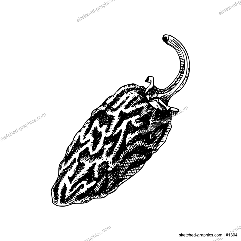 Chipotle sketches. Dried ripe jalapeno chili pepper. Hot spices, vegetables, healthy food hand drawn vector illustration. Mexican cuisine menu design elements. Mexican food ingredinets